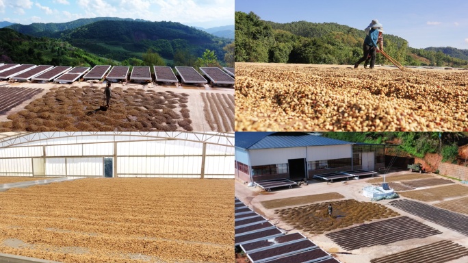航拍咖啡豆原产地 农业种植基地 人工晾晒