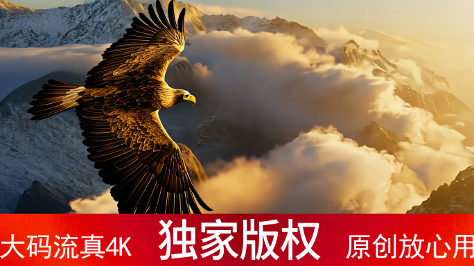 逆光翱翔的金鹰 远大抱负