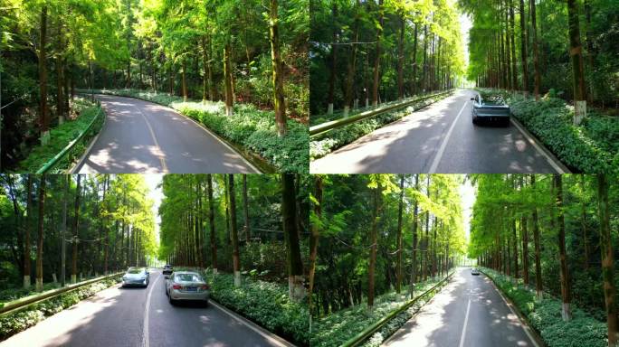 汽车在充满阳光的林间道路上行驶唯美镜头