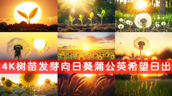 4K种子发芽向日葵蒲公英绿色生命日出希望