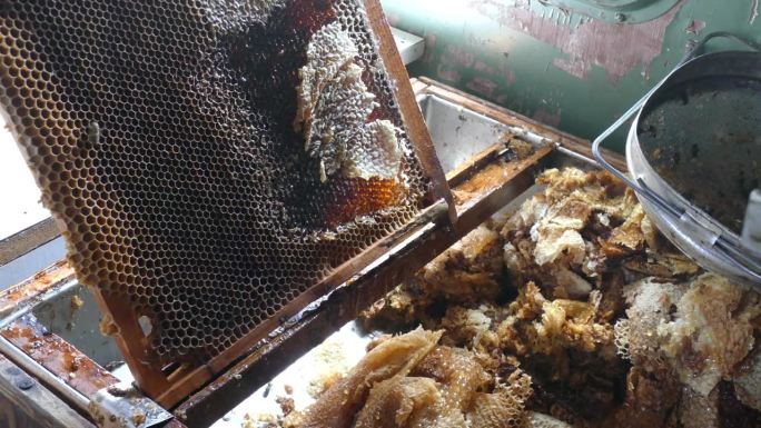蜂房的蜂蜜生产