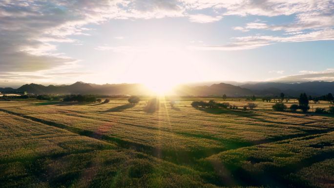 高原夕阳青稞麦田