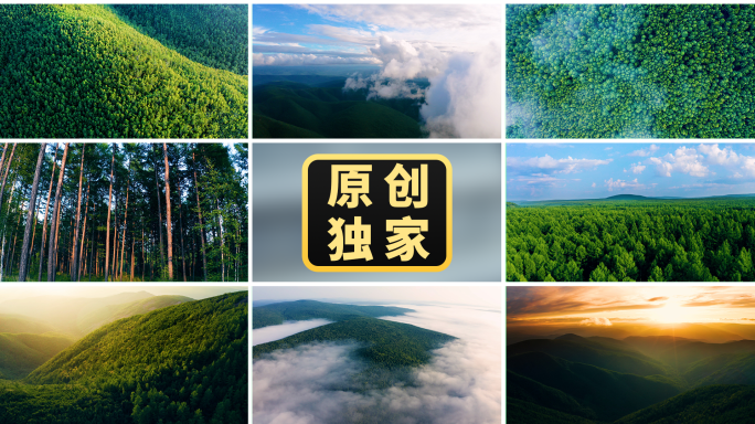 森林航拍日出云海云雾树林树木松树山脉氧吧