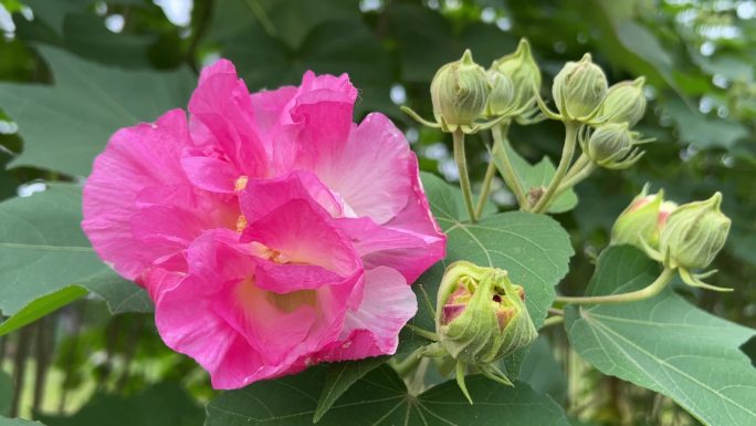 芙蓉花