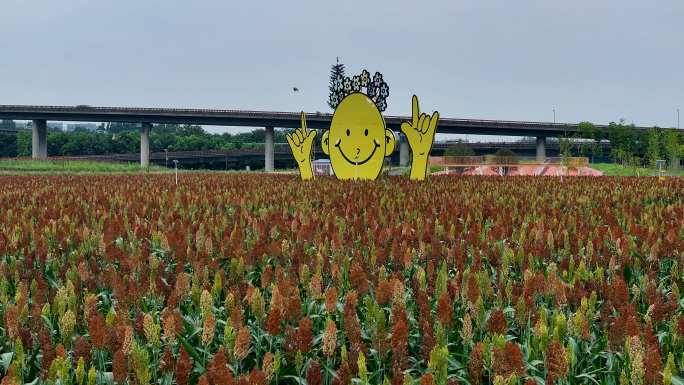 成都绕城 三元地铁站红高粱