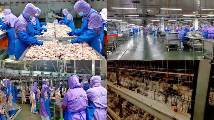 肉禽加工屠宰厂 食品加工 养殖 肉鸡加工
