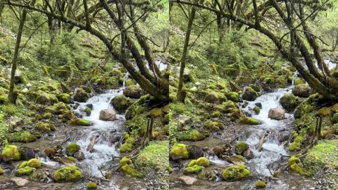 原始森林小溪石头流水