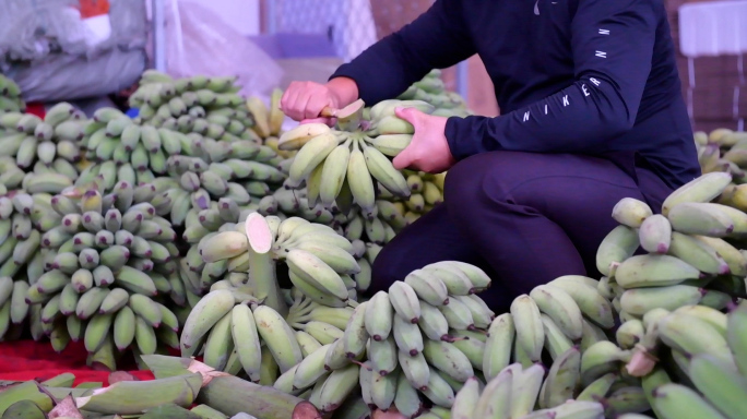 山区绿色香蕉种植基地采摘香蕉搬运分拣