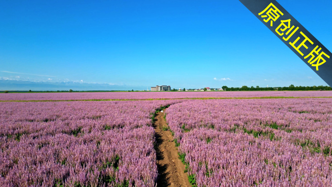 伊犁薰衣草4K航拍素材