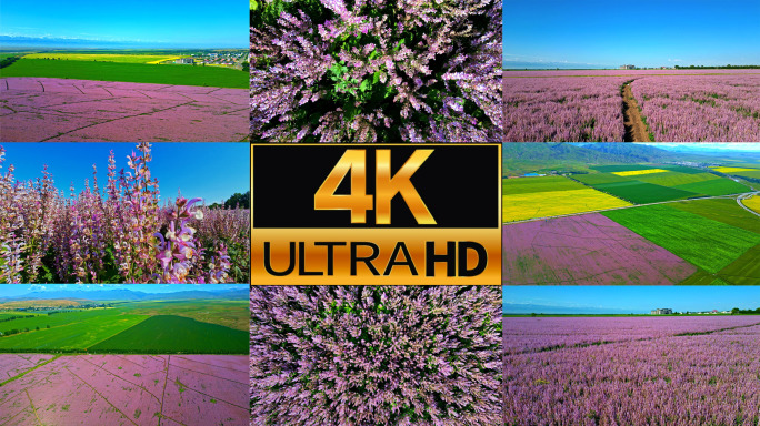 伊犁薰衣草4K航拍素材