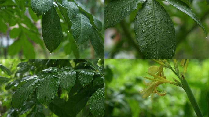 绿叶雨滴绿植下雨天绿色绿叶