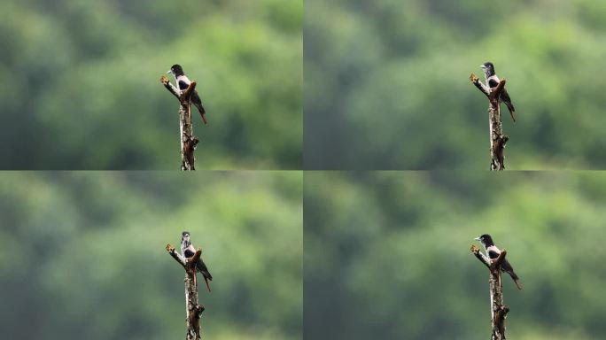 珍稀鸟类鹊色鹂 (2)