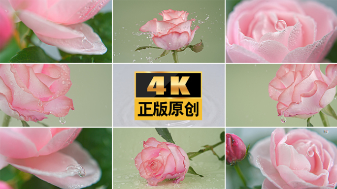 三八妇女节玫瑰花女神节粉色玫瑰38妇女节