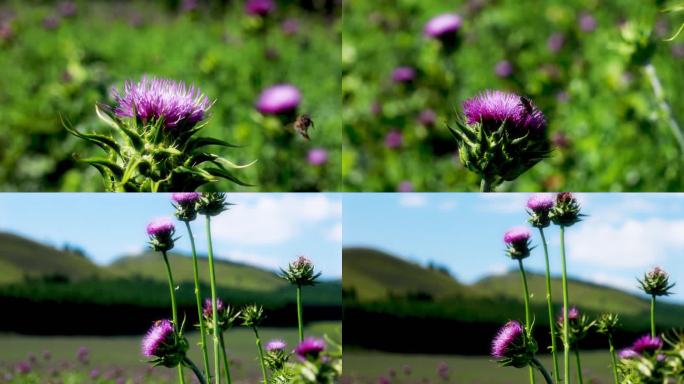 花卉蜜蜂采蜜