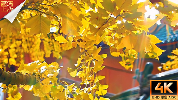 金黄 银杏树 银杏叶 银杏 白露节气唯美