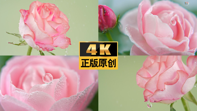 玫瑰花粉色玫瑰玫瑰七夕女神美容护肤水滴