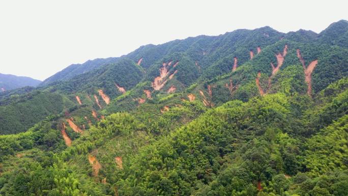 暴雨后山体滑坡河面漂浮的树木