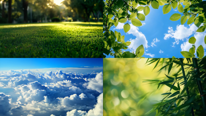 夏日清晨蓝天白云阳光树叶草地荷花种子生长