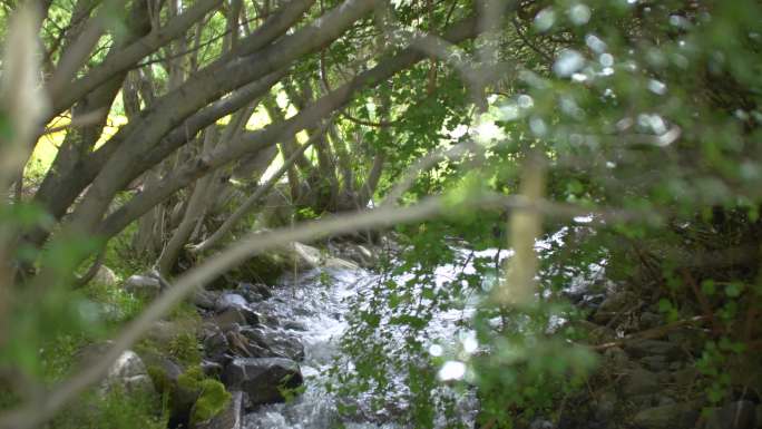 白酒酒山间小溪 青山绿水山涧小河沟