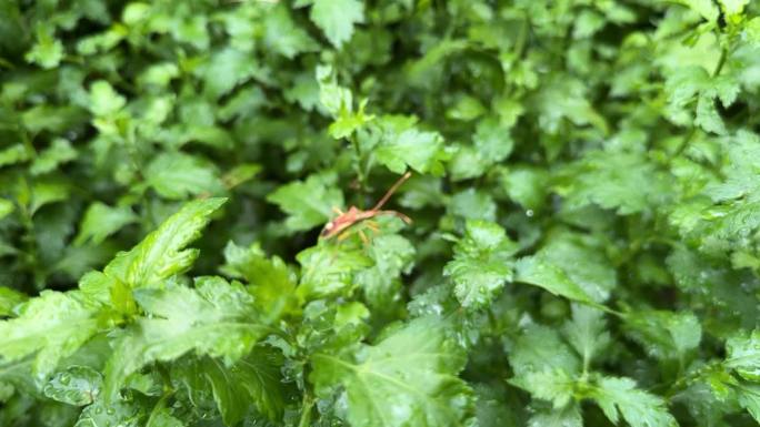 北京雨后的香山昆虫瓢虫雏菊野花生态自然