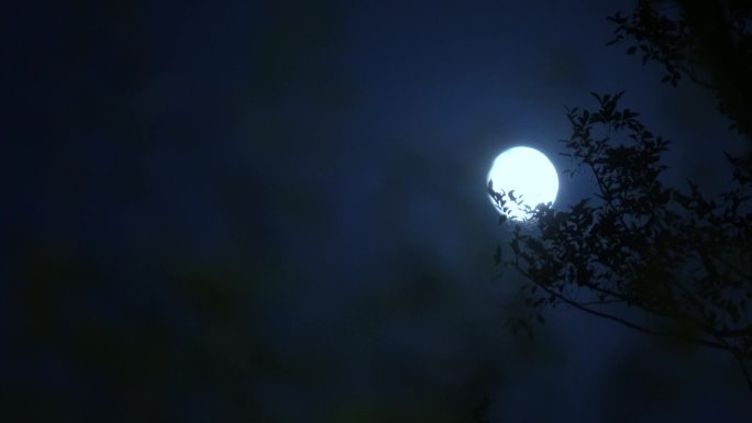 夏夜中秋月亮圆月树影实拍合集