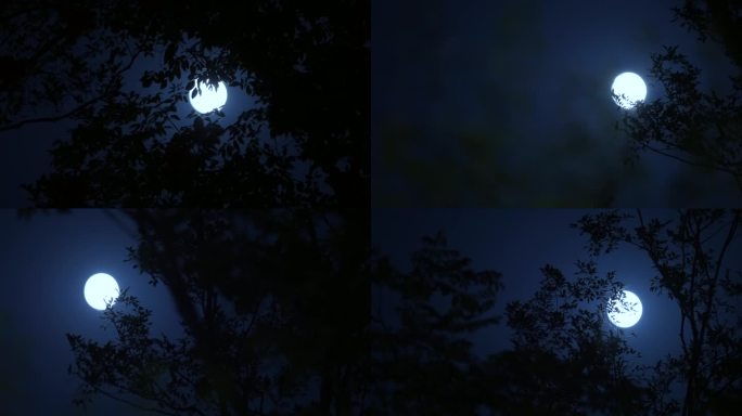 夏夜中秋月亮圆月树影实拍合集