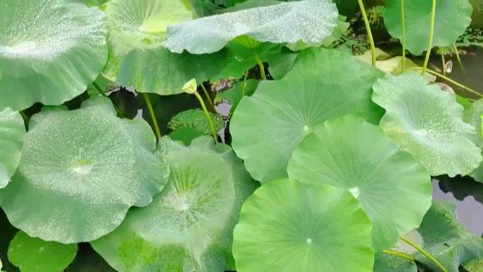 《雨中的荷塘景色》8月18日(1)