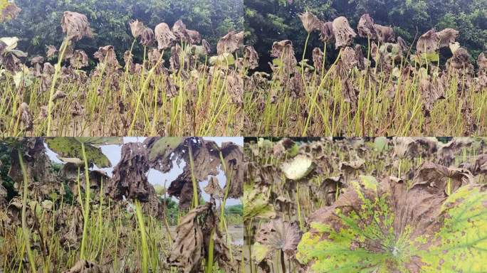 季残荷荷花秋天荷叶干枯枯萎的叶子