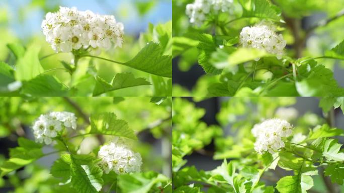 山楂花 山楂花特写 山楂树 山楂