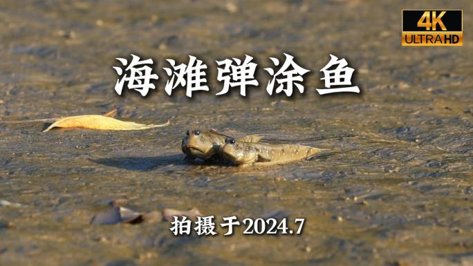 海滩弹涂鱼合集