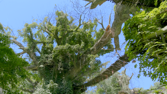 【原创实拍】茂密的原始丛林