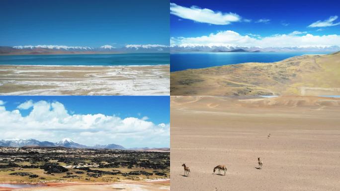 西藏 阿里 羌塘无人区 雪山 藏野驴