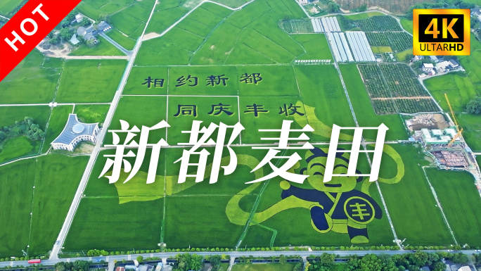 成都新都麦田丰收4K航拍