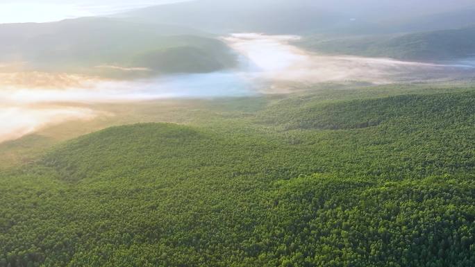 航拍黎明绿色林海云雾缭绕24813-14