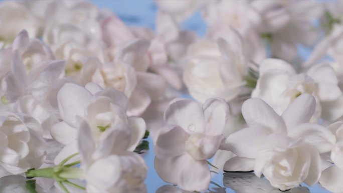 茉莉花提取