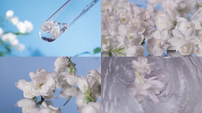 茉莉花提取