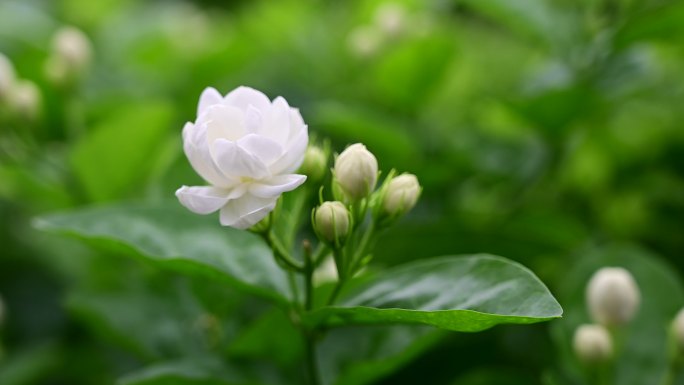 含苞待放的茉莉花蕾和盛放的洁白花朵