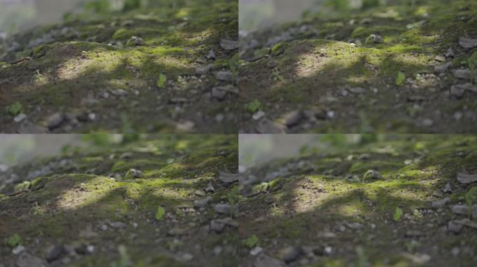苔藓光影