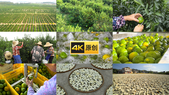 陈皮新会陈皮采摘陈皮制作陈皮茶生成流程