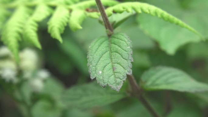 藿香 植株 花 茎 叶