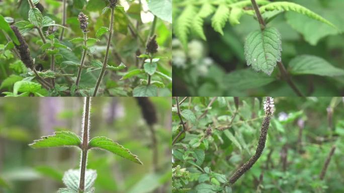 藿香 植株 花 茎 叶