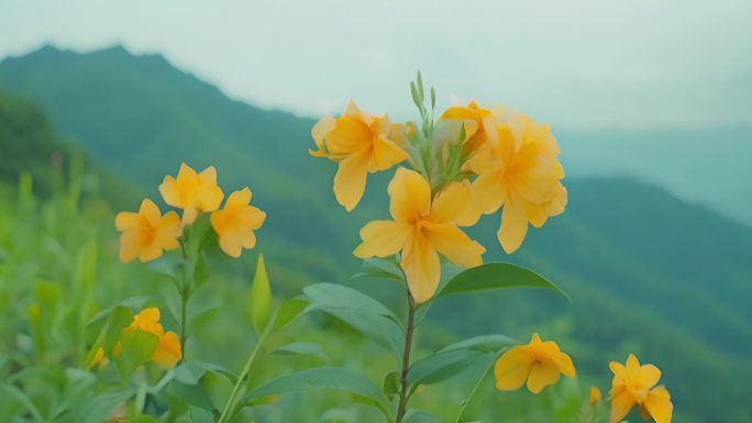 金银花 各种别的野生花