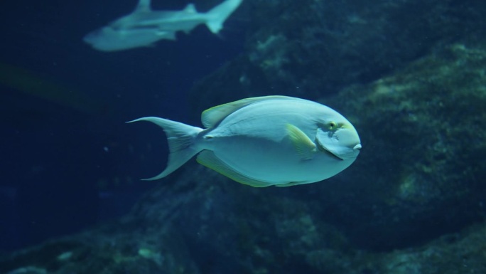 海洋生物中的鱼群