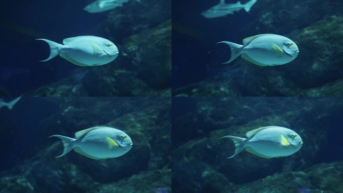 海洋生物中的鱼群