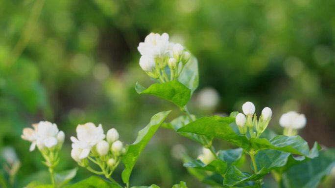 唯美茉莉花与茉莉花茶制作福州茉莉花种植园