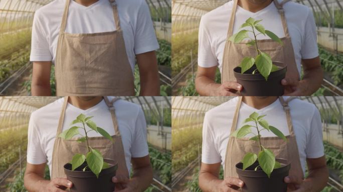 温室工人手里拿着盆栽嫩芽