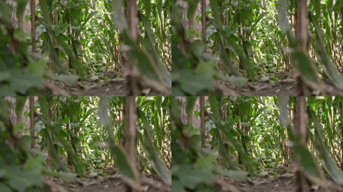秋天玉米田