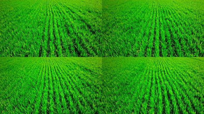 碧绿的农田