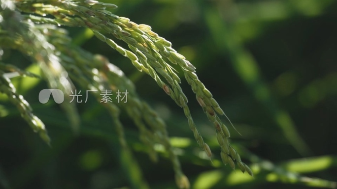处暑  唯美夏天处暑节气小清新空镜头