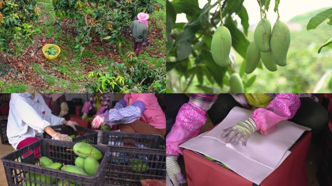芒果采摘打包发货